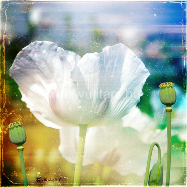 poppy-flower